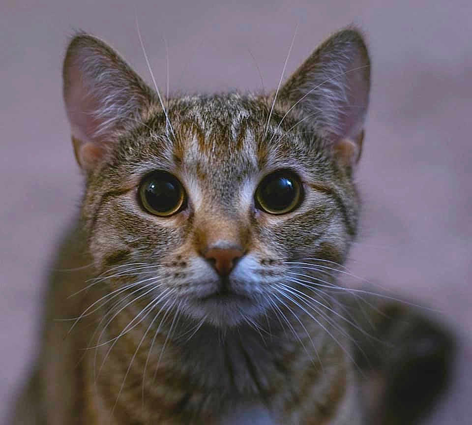 Cleo