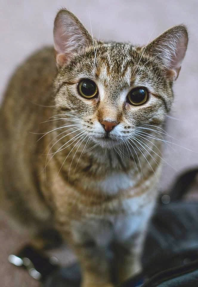 Cleo is registered to the contest to win money with this photo: aegean_cat, american_bobtail, american_shorthair, american_wirehair, arabian_mau, asian, australian_mist, carnivore, cat, domestic_short_haired_cat, dragon_li, european_shorthair, felidae, mammal, small_to_medium_sized_cats, snout, tabby_cat, vertebrate, whiskers, wild_cat