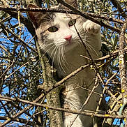Manuia participe au concours pour gagner de l'argent avec cette photo : adventure, animal, branches, cat, climbing, closeup, curious, daylight, face, fur, green_eyes, nature, outdoor, paw, pet, playful, sky, tree, whiskers, wildlife