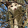 adventure, animal, branches, cat, climbing, closeup, curious, daylight, face, fur, green_eyes, nature, outdoor, paw, pet, playful, sky, tree, whiskers, wildlife