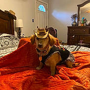 Phoebe is registered to the contest to win money with this photo: animal, bed, bedroom, blanket, collar, cowboy_hat, cute, decor, dog, door, dresser, furniture, indoor, lamp, mirror, orange, outfit, pet, plush, tag