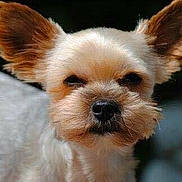 Mooki a rejoint le concours — aidez-le/la à gagner de superbes lots ! biewer_terrier, carnivoran, companion_dog, dog, dog_breed, dog_breed_group, dog_like_mammal, morkie, puppy, small_terrier, snout, terrier, toy_dog, yorkshire_terrier