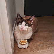 Venom participe au concours pour gagner de l'argent avec cette photo : cat, blue_eyes, wooden_floor, tart_shell, paws, curious, indoor, pet, animal, feline, brown_and_white, sitting, close_up, domestic, whiskers, cute, small_object, flooring, wall, resting