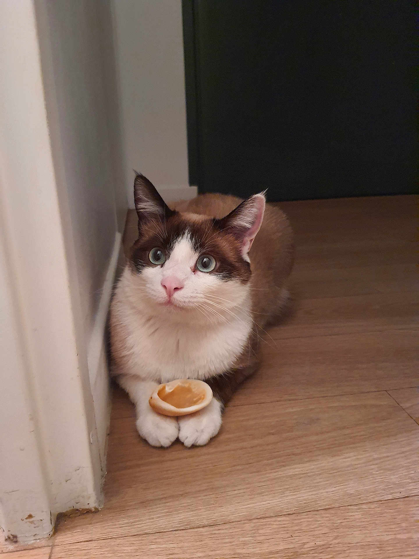 Venom participe au concours pour gagner de l'argent avec cette photo : cat, blue_eyes, wooden_floor, tart_shell, paws, curious, indoor, pet, animal, feline, brown_and_white, sitting, close_up, domestic, whiskers, cute, small_object, flooring, wall, resting