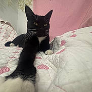 Salem joined the competition — help win amazing prizes! cat, tuxedo_cat, whiskers, front_paw, bed, quilt, heart_pattern, pink, white, indoor, close_up, portrait, ears, yellow_eyes, cozy, relaxed, stretching, pet, blanket, furniture