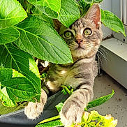 Jules a rejoint le concours — aidez-le/la à gagner de superbes lots ! kitten, cat, plant, green_leaves, flower, yellow_flower, indoor, window, sunlight, paws, curious, pet, feline, nature, closeup, adorable, young_cat, leaf, pot, domestic_animal