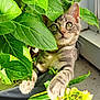kitten, cat, plant, green_leaves, flower, yellow_flower, indoor, window, sunlight, paws, curious, pet, feline, nature, closeup, adorable, young_cat, leaf, pot, domestic_animal