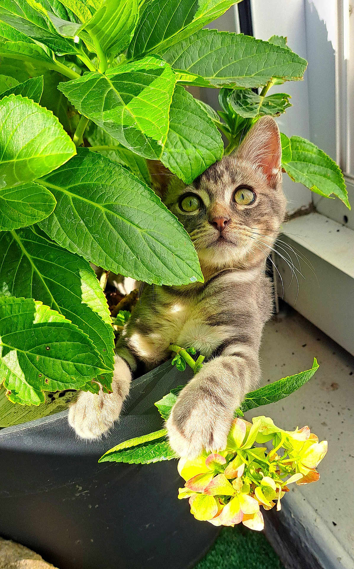 Jules a rejoint le concours — aidez-le/la à gagner de superbes lots ! kitten, cat, plant, green_leaves, flower, yellow_flower, indoor, window, sunlight, paws, curious, pet, feline, nature, closeup, adorable, young_cat, leaf, pot, domestic_animal