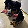 dog, bone, kitchen, floor, tile_floor, pet, animal, black_fur, brown_fur, white_fur, cute, indoor, waiting, looking_up, fur, mammal, companion, domestic_animal, playful, happy