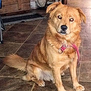 Gunner is registered to the contest to win money with this photo: alert, animal, brown_dog, canine, collar, companion, dog, domestic_animal, flash_reflection, floor, fur, household, indoor, pet, pet_collar, room, sitting, tile, tile_floor, wooden_chest