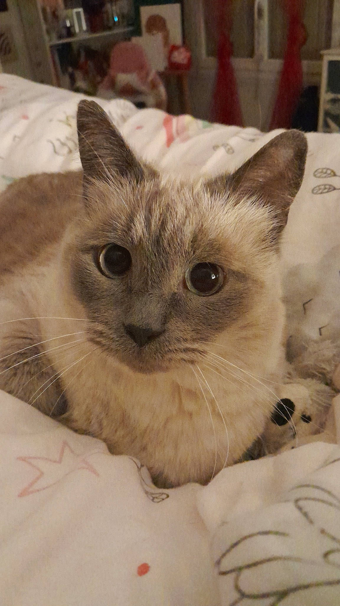 Bounty participe au concours pour gagner de l'argent avec cette photo : birman, carnivore, cat, cat_bed, comfort, domestic_short_haired_cat, fawn, felidae, fur, head, small_to_medium_sized_cats, snout, whiskers