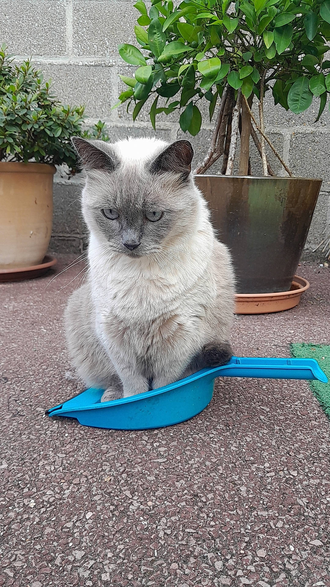 Bounty participe au concours pour gagner de l'argent avec cette photo : carnivore, cat, cat_supply, collar, domestic_short_haired_cat, electric_blue, felidae, flowerpot, fur, grass, groundcover, houseplant, pet_supply, plant, small_to_medium_sized_cats, snout, tail, terrestrial_animal, whiskers, window