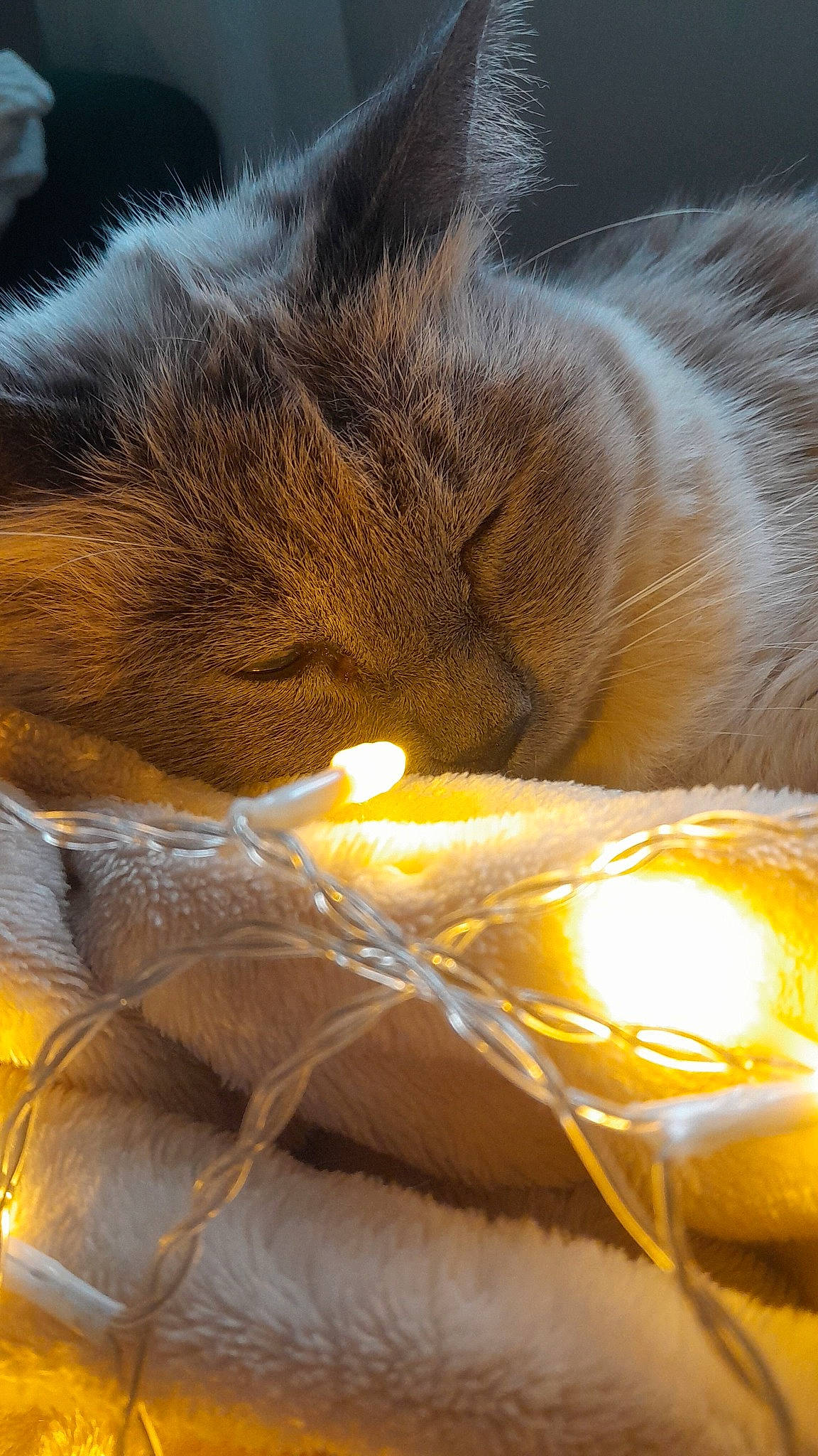 Bounty participe au concours pour gagner de l'argent avec cette photo : amber, automotive_lighting, carnivore, cat, close_up, fawn, felidae, fur, grass, heat, mammal, metal, small_to_medium_sized_cats, snout, tail, tints_and_shades, vertebrate, whiskers, wood, yellow