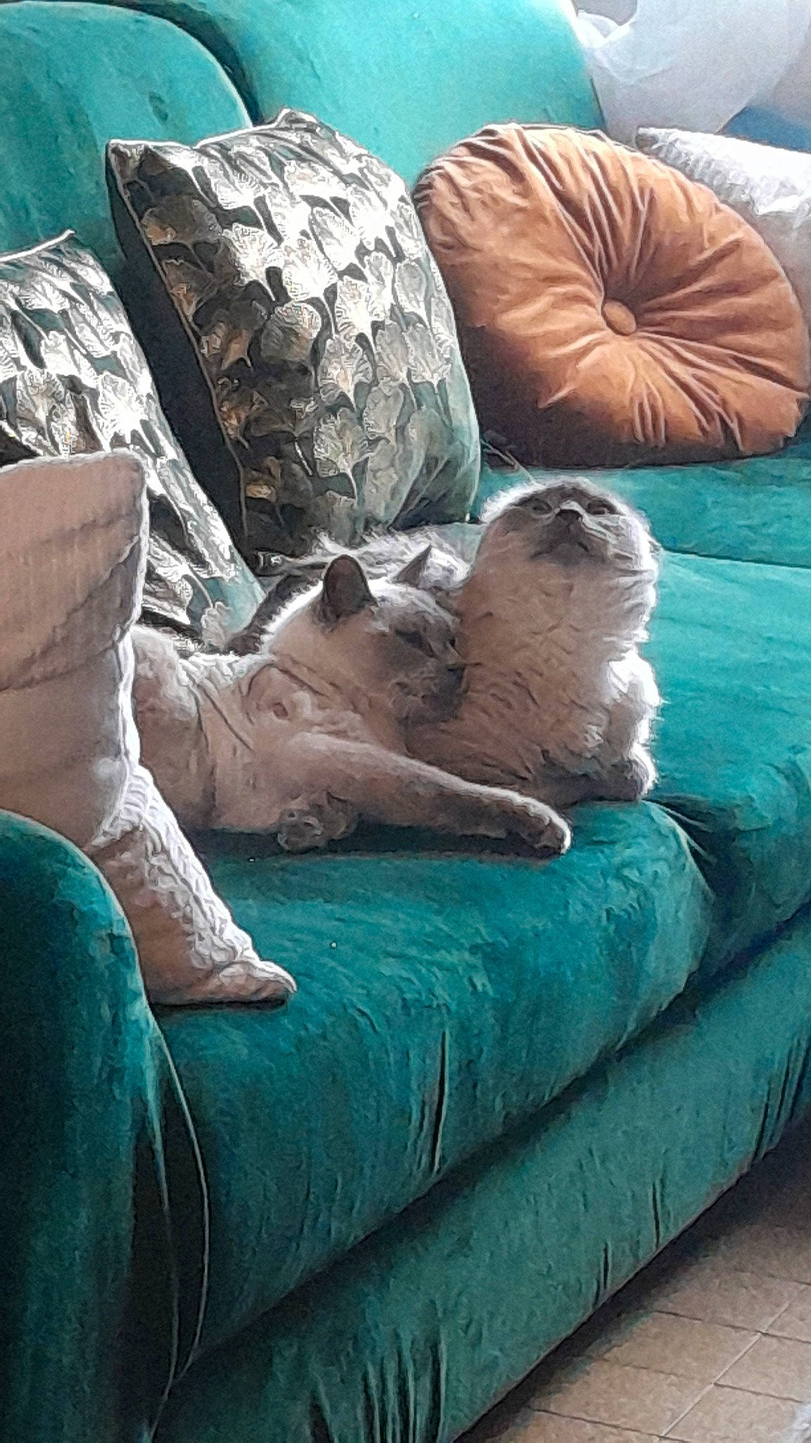 Jasmine participe au concours pour gagner de l'argent avec cette photo : bedrock, carnivore, comfort, companion_dog, fawn, felidae, fur, green, landscape, mammal, marine_mammal, nap, organism, rock, seal, terrestrial_animal, vertebrate, whiskers, wildlife, wood