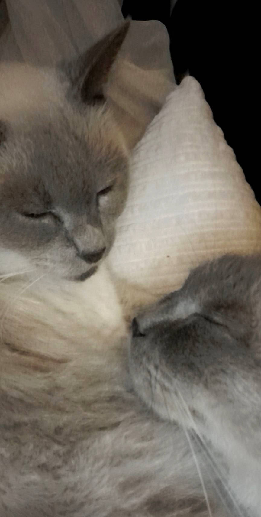 Jasmine participe au concours pour gagner de l'argent avec cette photo : balinese, birman, carnivore, cat, claw, comfort, fawn, felidae, fur, grey, nap, paw, ragdoll, siamese, sleep, small_to_medium_sized_cats, tail, terrestrial_animal, whiskers