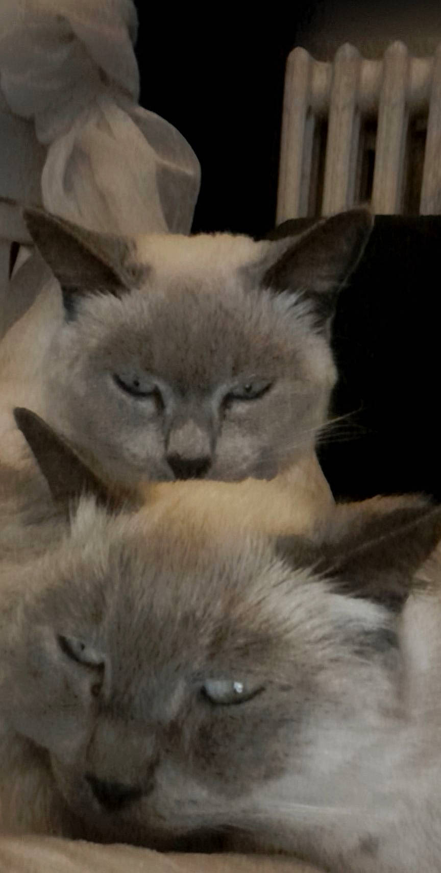 Jasmine participe au concours pour gagner de l'argent avec cette photo : birman, carnivore, cat, fawn, felidae, fur, siamese, small_to_medium_sized_cats, snout, tail, terrestrial_animal, whiskers