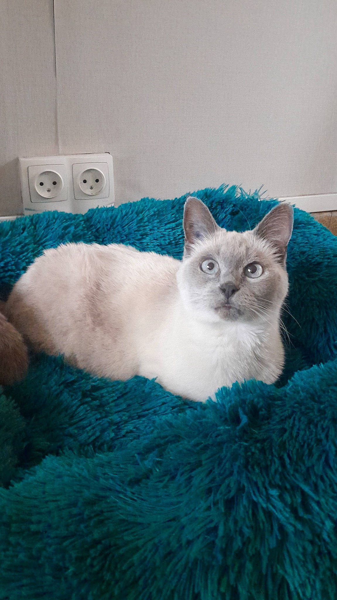 Jasmine a rejoint le concours — aidez-le/la à gagner de superbes lots ! carnivore, cat, cat_supply, claw, comfort, domestic_short_haired_cat, eye, fawn, felidae, fur, pattern, paw, power_plugs_and_sockets, small_to_medium_sized_cats, snout, tail, wall_plate, wall_socket, whiskers, window