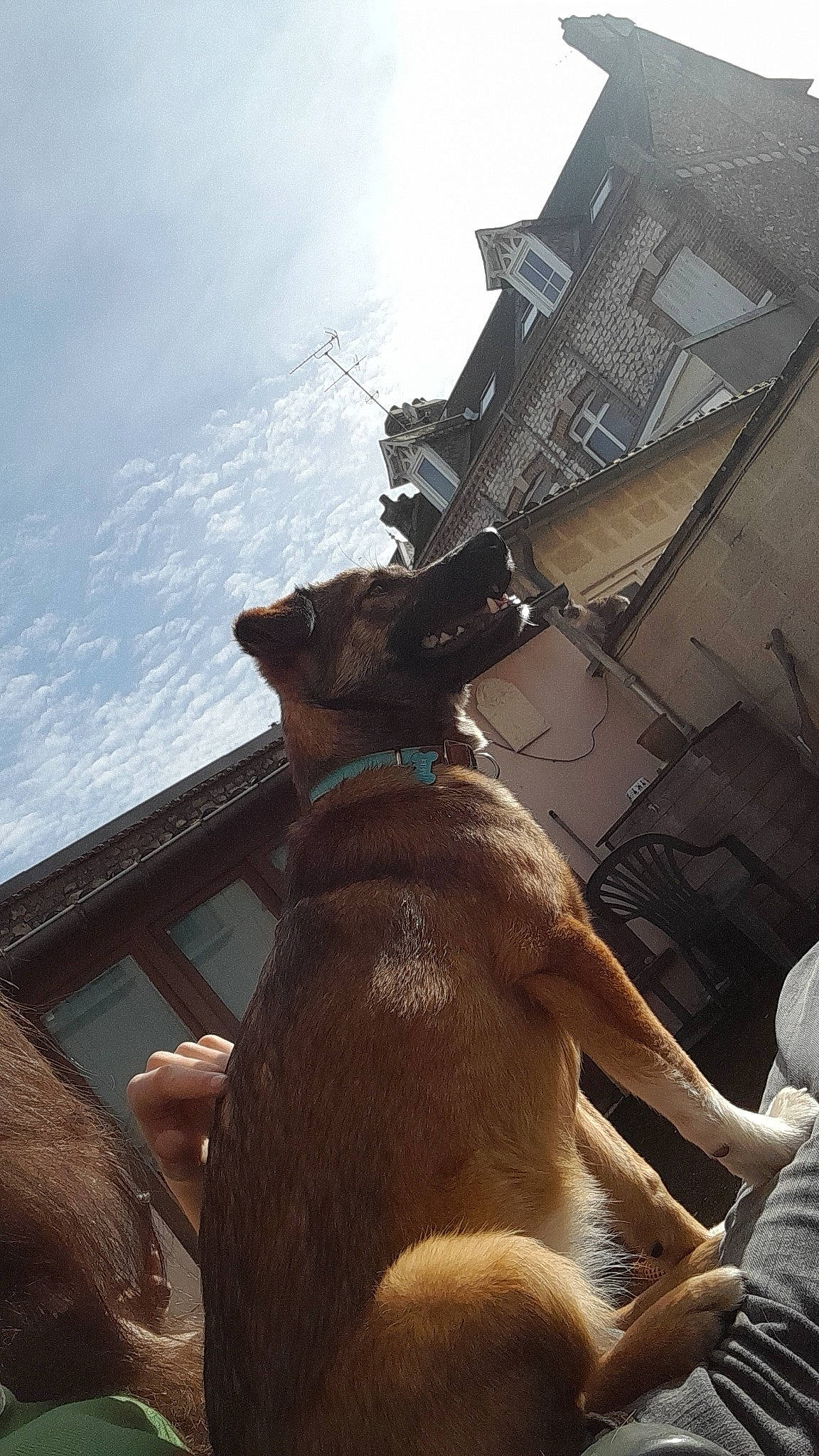 Bina participe au concours pour gagner de l'argent avec cette photo : brown, building, canidae, carnivore, cloud, collar, companion_dog, dog, dog_breed, dog_collar, fawn, house, roof, sky, snout, sporting_group, tail, tints_and_shades, window, working_animal