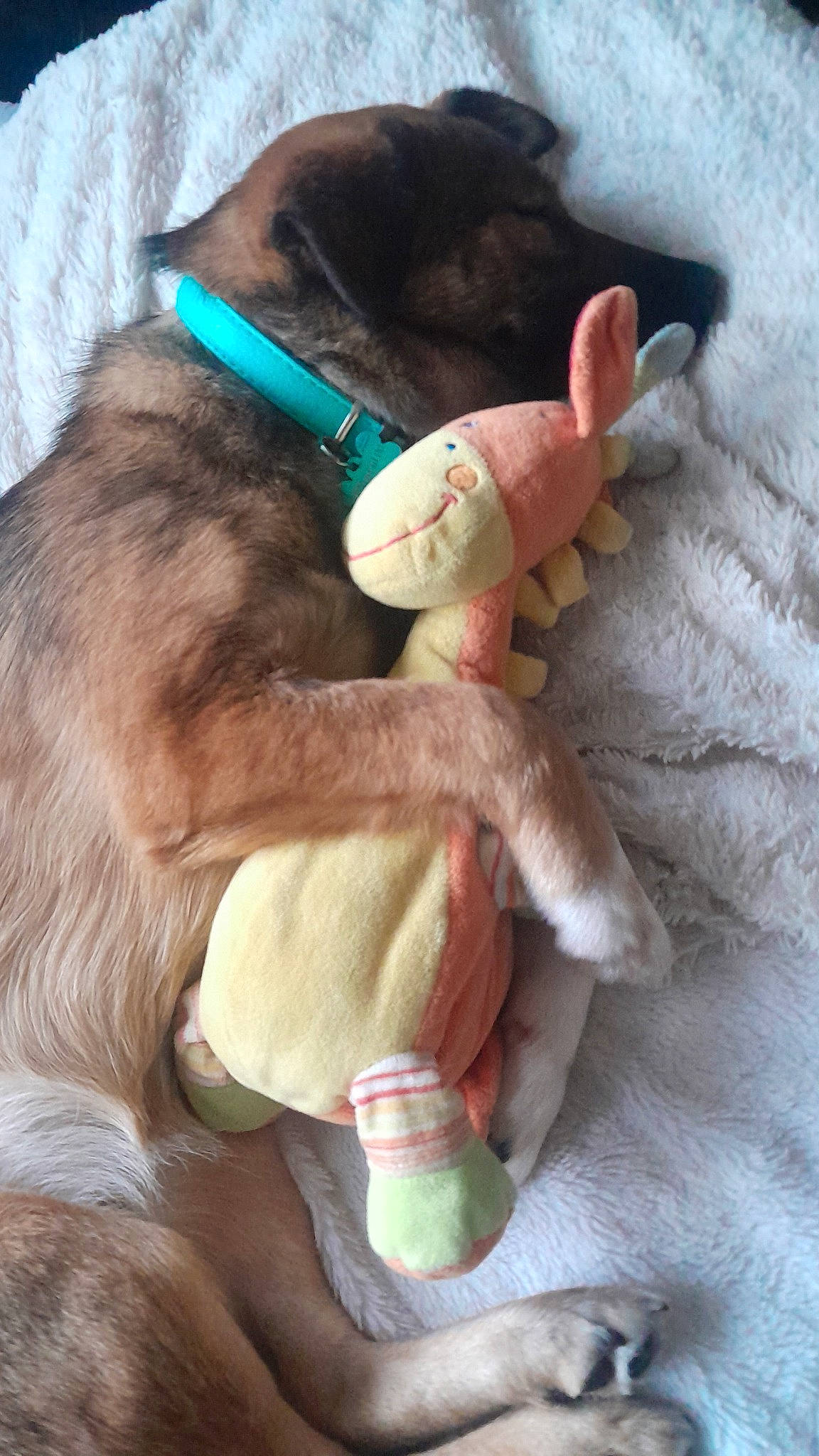 Bina participe au concours pour gagner de l'argent avec cette photo : carnivore, collar, comfort, companion_dog, dog_breed, dog_collar, ear, fashion_accessory, fawn, felidae, gesture, leash, liver, pet_supply, small_to_medium_sized_cats, snout, sporting_group, tail, whiskers, working_animal