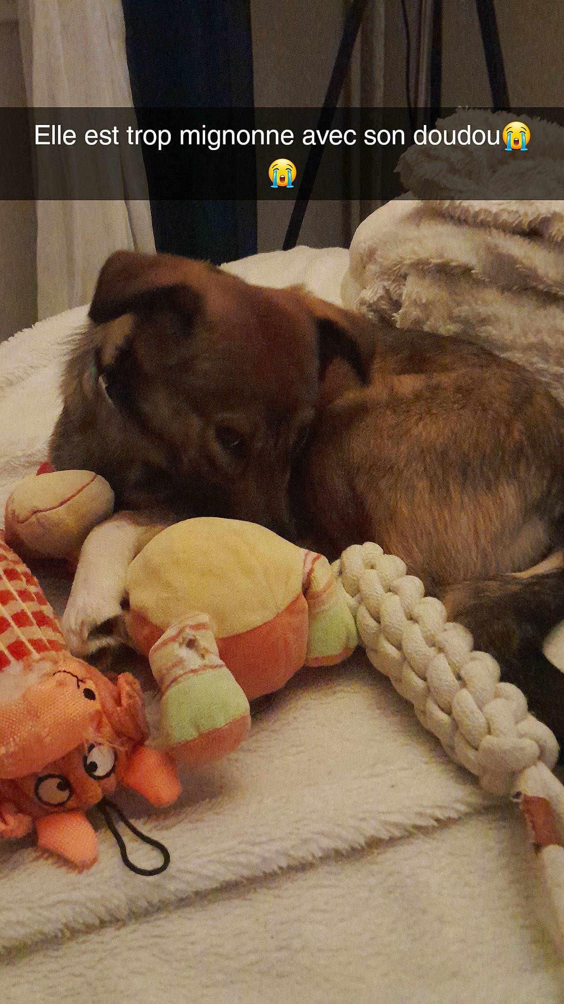 Bina a rejoint le concours — aidez-le/la à gagner de superbes lots ! carnivore, child, comfort, companion_dog, dog, dog_breed, dog_supply, fawn, felidae, font, fur, linens, paw, photo_caption, plush, screenshot, stuffed_toy, toy, wool, working_animal