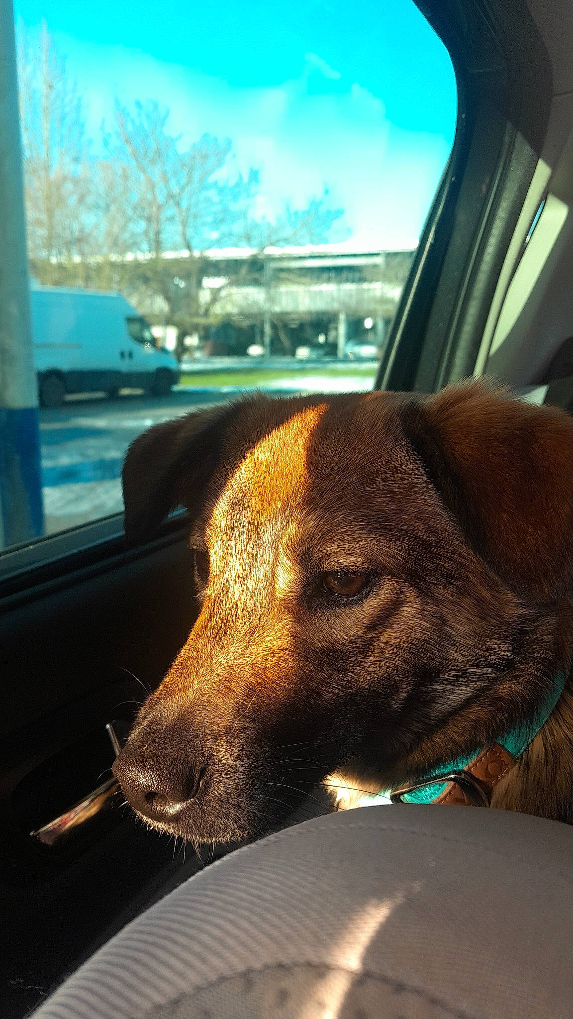 Bina participe au concours pour gagner de l'argent avec cette photo : automotive_mirror, automotive_window_part, carnivore, collar, companion_dog, dog, dog_breed, fawn, glass, liver, sky, snout, sporting_group, tints_and_shades, tree, vehicle_door, whiskers, window, windshield, working_animal