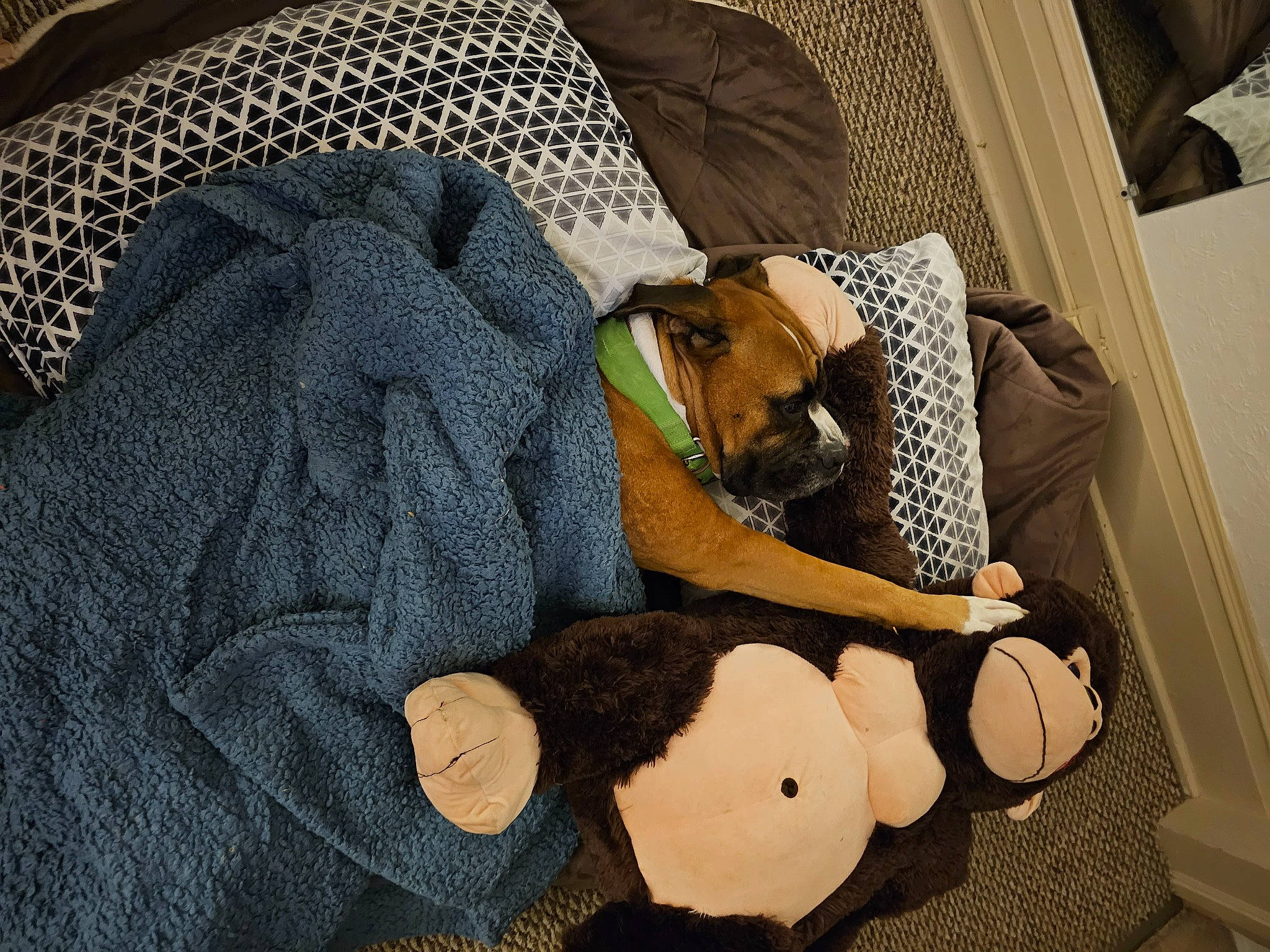 Bruiser is registered to the contest to win money with this photo: baby_toddler_clothing, bag, blanket, brown, comfort, companion_dog, fawn, fur, linens, pattern, plush, room, sleeve, stuffed_toy, thread, toy, wood, wool, woolen, woven_fabric