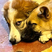 Balto Et Milo a rejoint le concours — aidez-le/la à gagner de superbes lots ! dogs, puppies, sleeping, cuddling, furry, brown_dog, white_dog, black_puppy, side_eye, resting, indoors, floor, warm_lighting, close_up, portrait, pet, animal, snuggling, cozy, photograph
