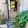 Balto Et Milo participe au concours pour gagner de l'argent avec cette photo : puppy, puppies, dog, dogs, animal, pet, portrait, two_animals, curious, playful, tongue_out, outdoor, rustic, doorway, wooden_door, old_building, vines, greenery, countryside, natural_light
