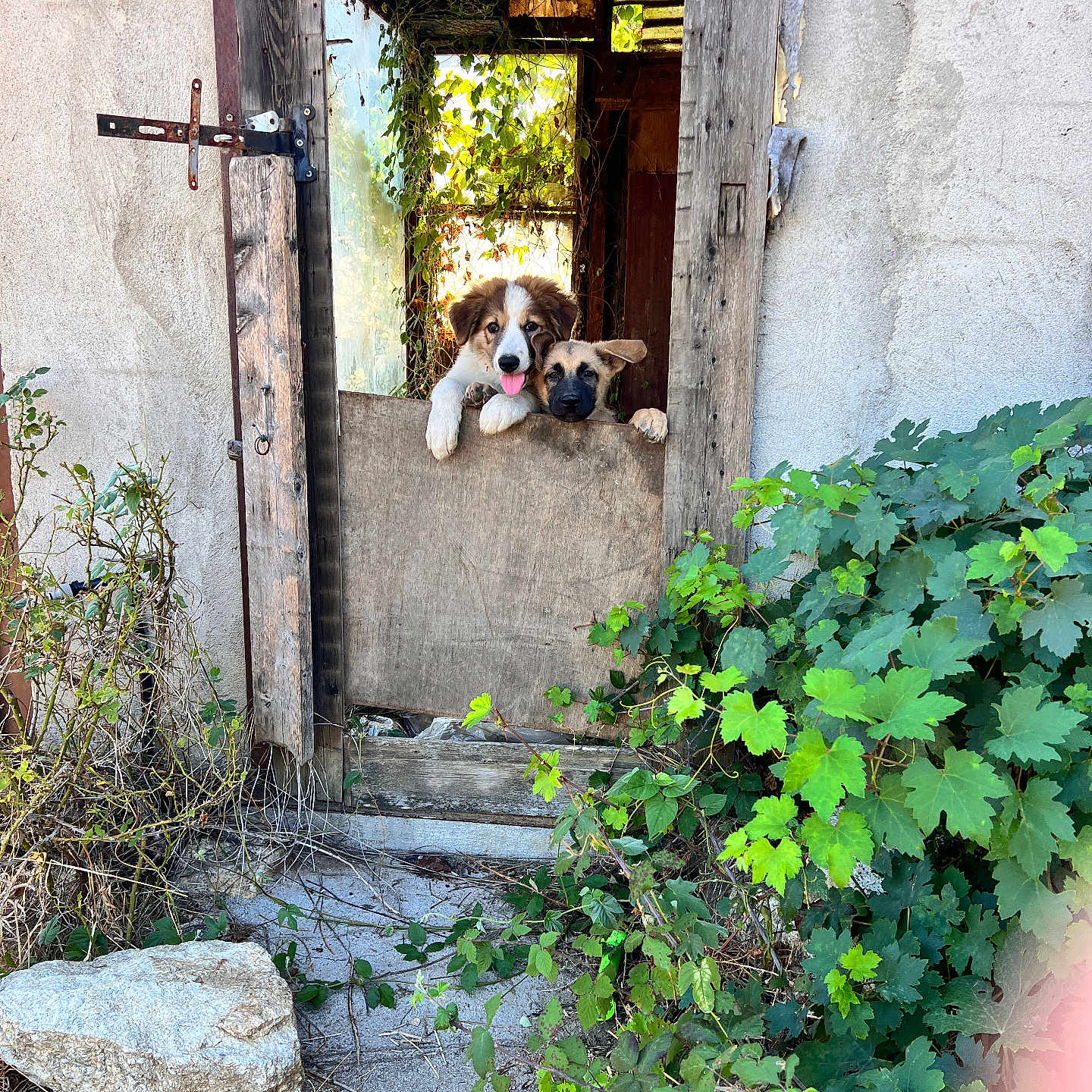 Balto Et Milo participe au concours pour gagner de l'argent avec cette photo : puppy, puppies, dog, dogs, animal, pet, portrait, two_animals, curious, playful, tongue_out, outdoor, rustic, doorway, wooden_door, old_building, vines, greenery, countryside, natural_light