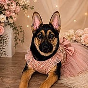 Sheera joined the competition — help win amazing prizes! german_shepherd, puppy, dog, tutu, pink_dress, flower_arrangement, wooden_floor, fairy_lights, portrait, cute, animal, pet, indoor, decor, soft_lighting, adorable, posing, ears_up, black_and_tan, costume