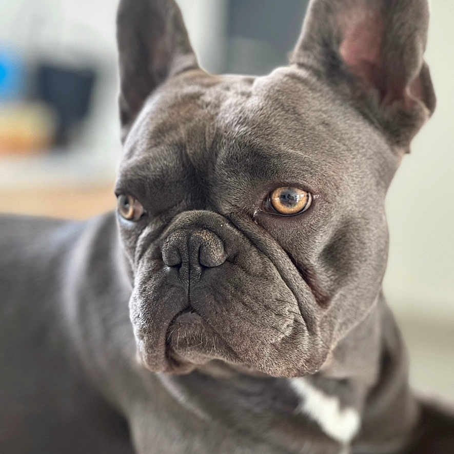 Titan participe au concours pour gagner de l'argent avec cette photo : animal, blurred_background, canine, close_up, companion, dog, domestic_animal, ears, expression, eyes, face, focused, french_bulldog, fur_texture, gray_fur, indoor, pet, portrait, snout, whiskers