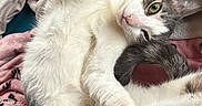 Snickers is registered to the contest to win money with this photo: cat, pet, animal, feline, cute, cozy, blanket, pink_blanket, fur, paw, stretching, relaxed, indoor, sleepy, whiskers, tail, soft, closeup, resting, domestic_animal