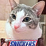 cat, close_up, pet, animal, snickers_bar, food, hand, pink_nose, green_eyes, whiskers, fur, curious, indoor, portrait, cute, snack, chocolate, brown, white, gray