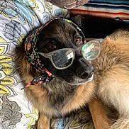 Daysi joined the competition — help win amazing prizes! dog, glasses, headscarf, blanket, patterned_blanket, fur, paw, bedroom, indoor, relaxed, brown_fur, black_fur, animal, pet, cute, cozy, resting, accessory, portrait, reflection