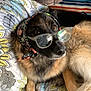 dog, glasses, headscarf, blanket, patterned_blanket, fur, paw, bedroom, indoor, relaxed, brown_fur, black_fur, animal, pet, cute, cozy, resting, accessory, portrait, reflection