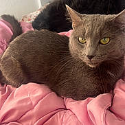 Greyson joined the competition — help win amazing prizes! animal, bedroom, black_cat, blanket, cat, comfort, cozy, cute, domestic_animal, feline, fur, gray_cat, indoor, pet, pink_blanket, relaxed, resting, soft_texture, two_cats, warm