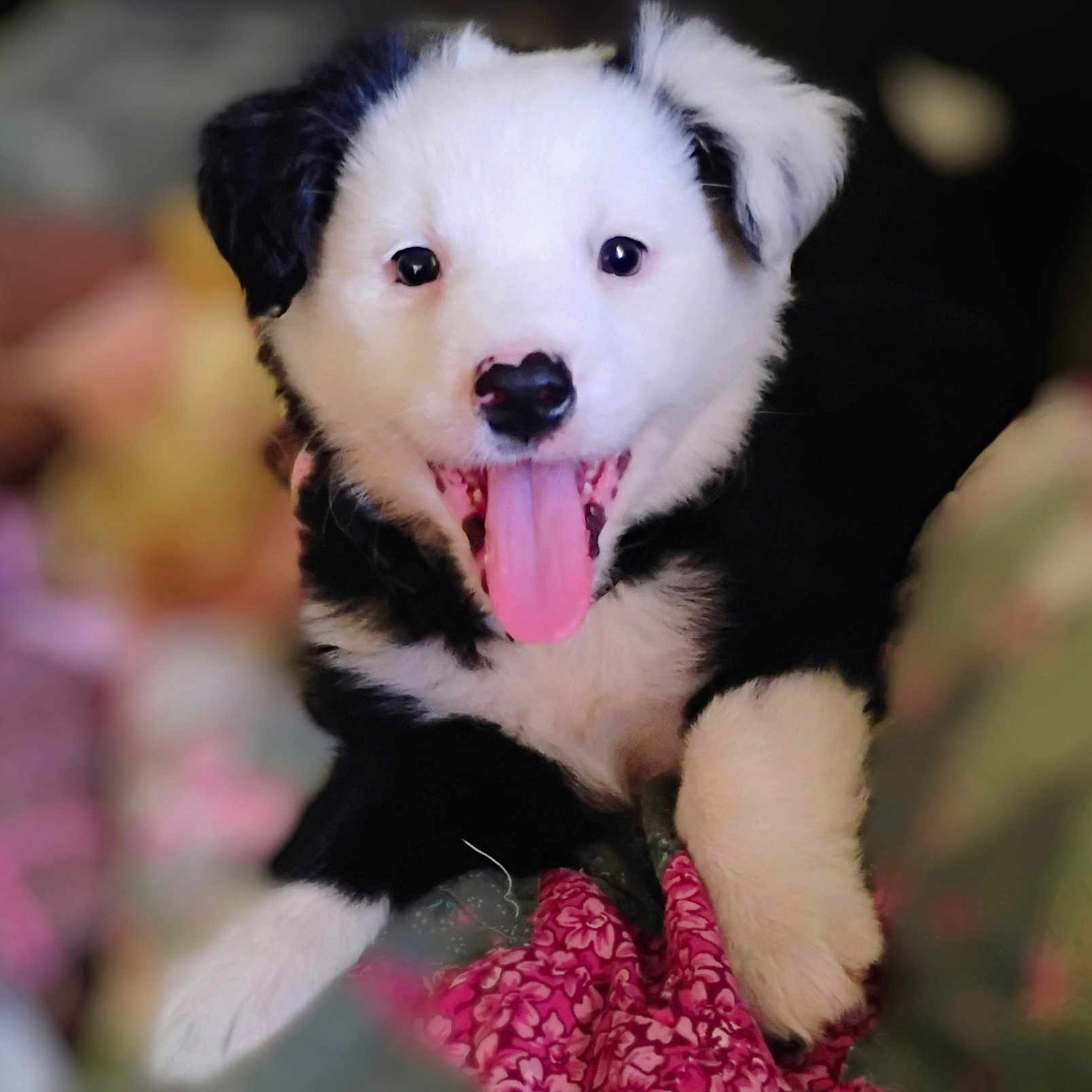 Oreo joined the competition — help win amazing prizes! adorable, animal, black_and_white, close_up, cute, dog, fabric, fluffy, fur, happy, indoor, mammal, pet, playful, portrait, puppy, quilt, resting, tongue_out, young