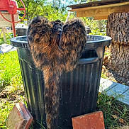 Crypte participe au concours pour gagner de l'argent avec cette photo : cat, tabby, tail, trash_bin, outdoor, garden, sunlight, grass, brick, tree_stump, ear, fur, animal, pet, nature, daylight, wood, greenery, playful, back_view