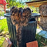 cat, tabby, tail, trash_bin, outdoor, garden, sunlight, grass, brick, tree_stump, ear, fur, animal, pet, nature, daylight, wood, greenery, playful, back_view