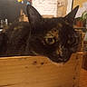 Crypte a rejoint le concours — aidez-le/la à gagner de superbes lots ! cat, tortoiseshell, wooden_box, indoor, close_up, resting, curious_eyes, furniture, plant, chalkboard, cozy, brown, black, yellow_eyes, face, ears, whiskers, wood, table, background