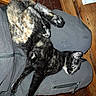 cat, tortoiseshell_cat, pet, animal, feline, indoor, relaxed, lying_down, lap, fur, paw, wooden_furniture, floor, tile_floor, clothing, zipper, black_fur, orange_fur, white_fur, cozy