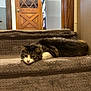 Mochi is registered to the contest to win money with this photo: animal, brown, calm, carpet, cat, cozy, domestic, feline, fur, home, indoor, laying, pet, quiet, relaxed, resting, stairs, tabby, white, wooden_door