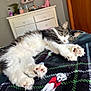 Mochi is registered to the contest to win money with this photo: blanket, cat, comfort, cozy, decor, drawer, feline, fur, furniture, indoor, mirror, pattern, paw, pet, relaxing, room, sleeping, tabby, white, wood