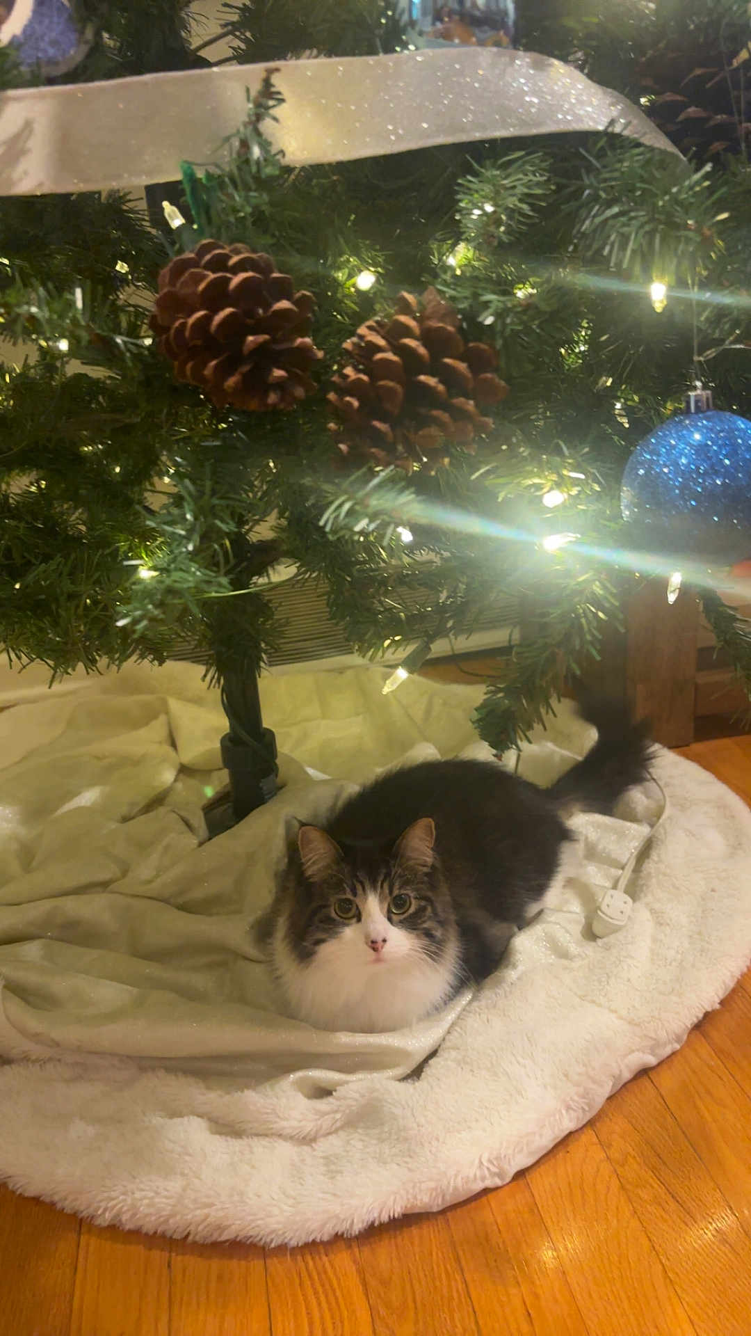 Mochi