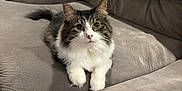 Mochi joined the competition — help win amazing prizes! cat, coffee, couch, cozy, curious_eyes, decor, feline, fluffy, furniture, home, indoor, living_room, mammal, pet, relaxed, sign, sofa, soft_texture, striped_fur, white_paws