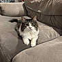 cat, coffee, couch, cozy, curious_eyes, decor, feline, fluffy, furniture, home, indoor, living_room, mammal, pet, relaxed, sign, sofa, soft_texture, striped_fur, white_paws