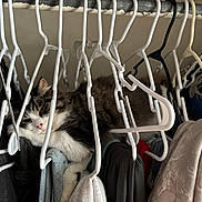 Mochi is registered to the contest to win money with this photo: animal, cat, closet, clothes, cozy, curious, cute, domestic, fur, furniture, gray, hanger, hidden, indoor, pet, resting, sleepy, soft, striped, white