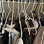 animal, cat, closet, clothes, cozy, curious, cute, domestic, fur, furniture, gray, hanger, hidden, indoor, pet, resting, sleepy, soft, striped, white