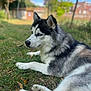 animal, blue_eyes, canine, daylight, dog, ears, fur, grass, laying_down, leisure, mammal, nature, outdoor, paw, pet, portrait, relaxing, siberian_husky, side_view, snout