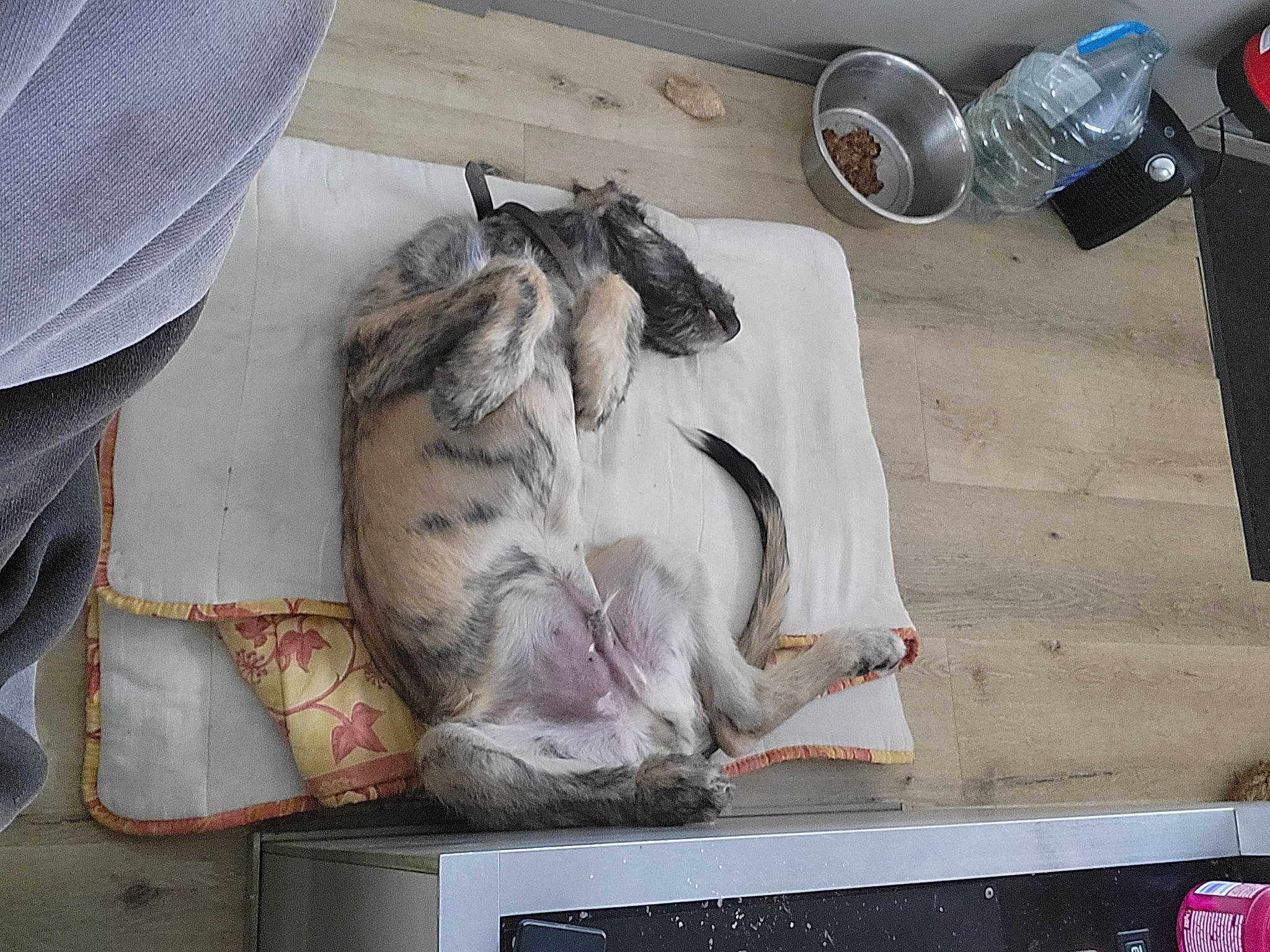 Uther participe au concours pour gagner de l'argent avec cette photo : canidae, carnivore, cat, comfort, concrete, domestic_short_haired_cat, felidae, fish, fur, gas, small_to_medium_sized_cats, sporting_group, tail, tin_can, whiskers